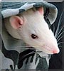 Dimitri the Russian Blue Dilute Rat