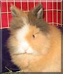 Blossom the Lionhead Rabbit