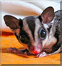 Punchy the Sugar glider