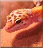 Saturn the Leopard Gecko