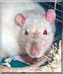 CoCo the Fancy Rat