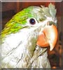 Jake the Quaker Parrot