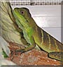 Jumper the Chinese Water Dragon