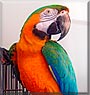 Twister the Catalina Macaw
