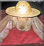 Bravo the Tort English Lop