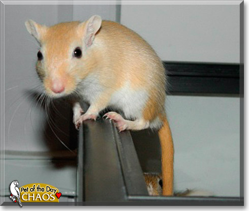 Chaos, the Pet of the Day Chaos, the Pet of the Day