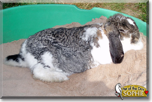 Sophie, the Pet of the Day Sophie, the Pet of the Day