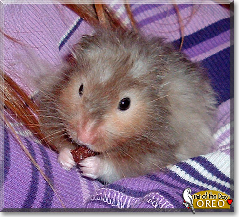 Oreo, the Pet of the Day Oreo, the Pet of the Day