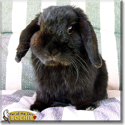 Bochie, the Pet of the Day Bochie, the Pet of the Day