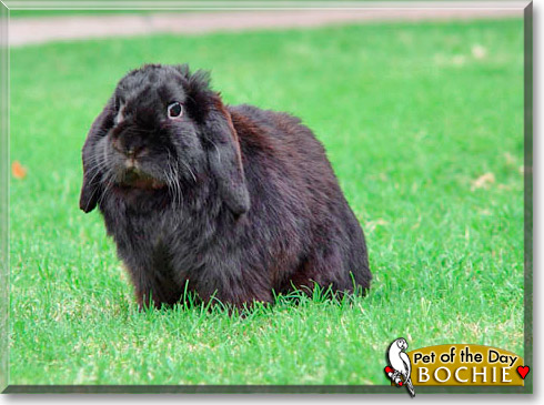 Bochie, the Pet of the Day