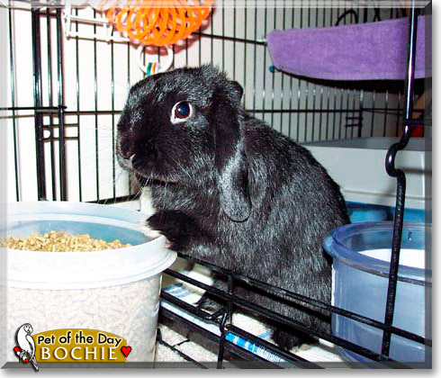 Bochie, the Pet of the Day