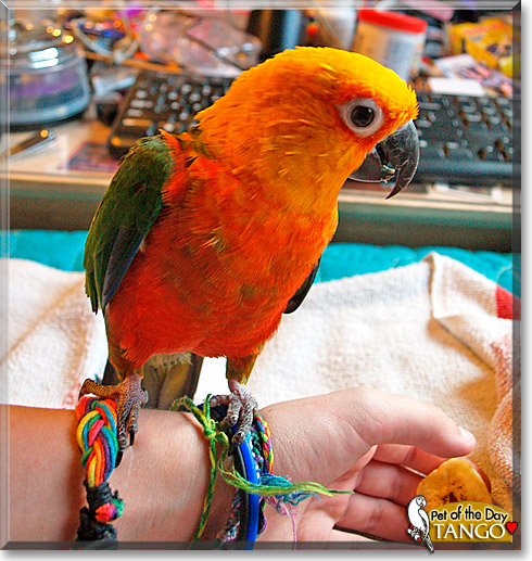 Tango, the Pet of the Day Tango, the Pet of the Day
