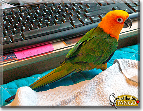 Tango, the Pet of the Day