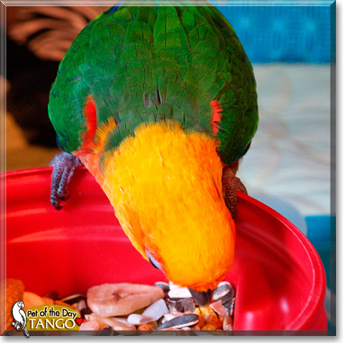 Tango, the Pet of the Day