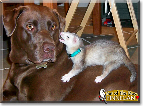 Finnegan, the Pet of the Day Finnegan, the Pet of the Day