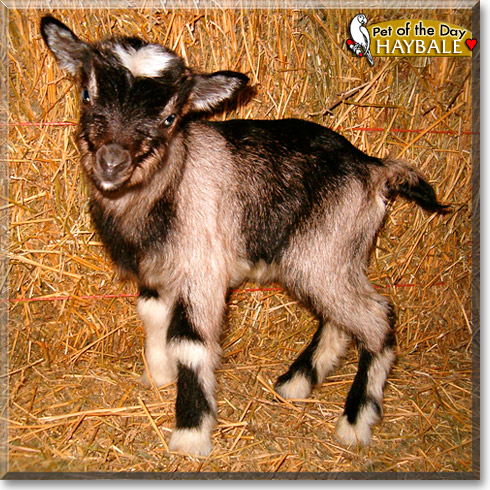 Haybale, the Pet of the Day Haybale, the Pet of the Day