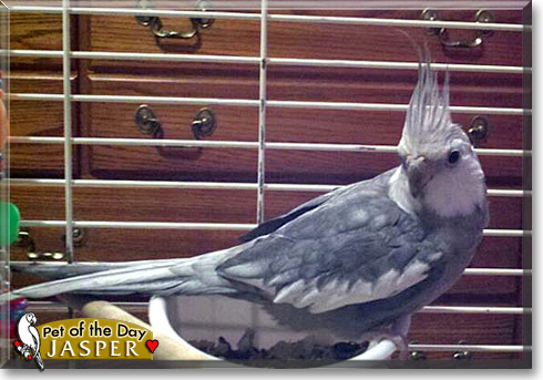 Jasper, the Pet of the Day Jasper, the Pet of the Day