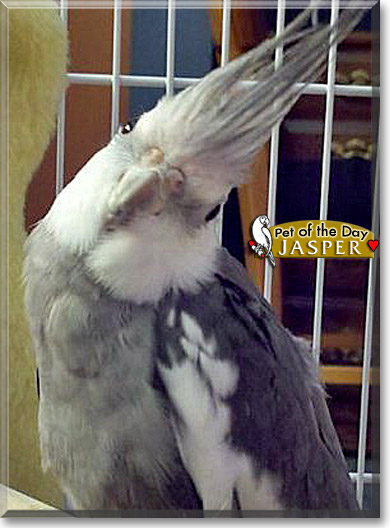 Jasper, the Pet of the Day Jasper, the Pet of the Day