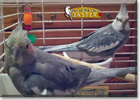 Jasper, the Pet of the Day Jasper, the Pet of the Day