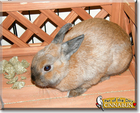 Cinnabun, the Pet of the Day Cinnabun, the Pet of the Day