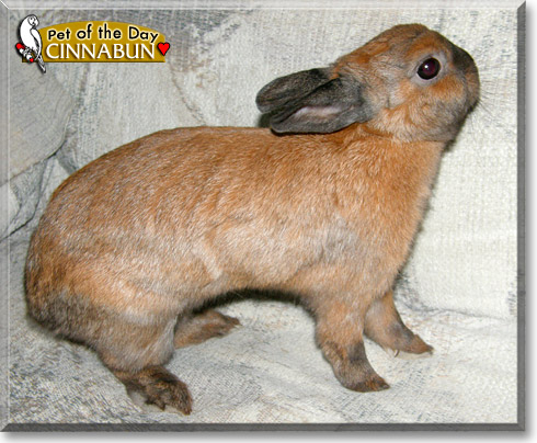 Cinnabun, the Pet of the Day Cinnabun, the Pet of the Day