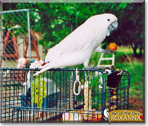 Roxanna, the Pet of the Day Roxanna, the Pet of the Day