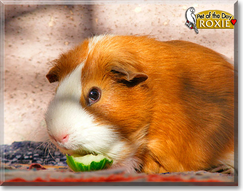 Roxie, the Pet of the Day Roxie, the Pet of the Day