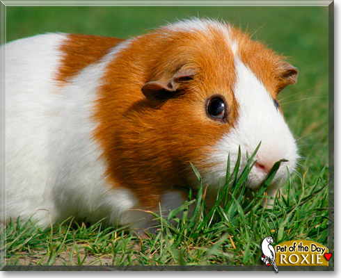 Roxie, the Pet of the Day Roxie, the Pet of the Day
