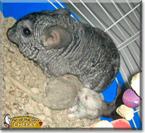 Cheeky, the Pet of the Day Cheeky, the Pet of the Day