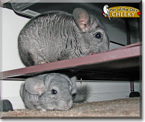 Cheeky, the Pet of the Day Cheeky, the Pet of the Day