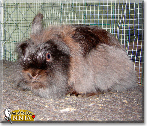 Ninja, the Pet of the Day Ninja, the Pet of the Day