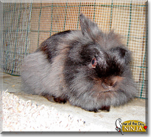 Ninja, the Pet of the Day Ninja, the Pet of the Day