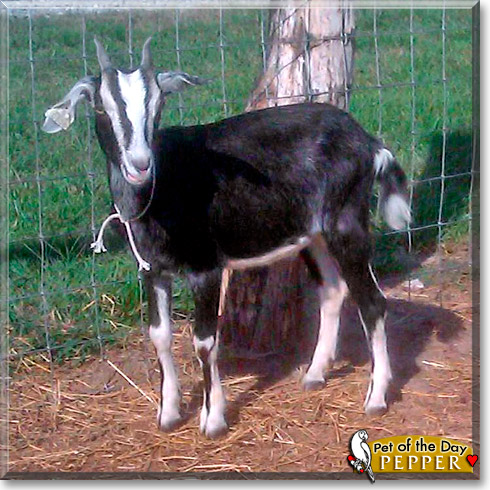 Pepper, the Pet of the Day Pepper, the Pet of the Day