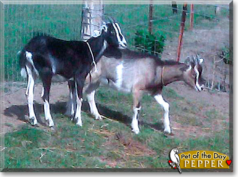 Pepper, the Pet of the Day Pepper, the Pet of the Day