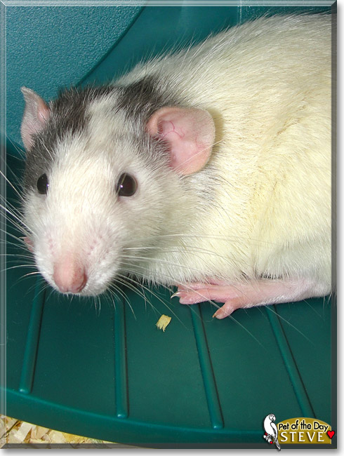 Steve, the Pet of the Day