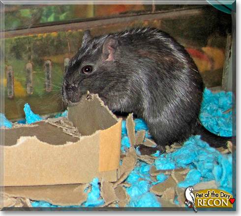 Recon, the Pet of the Day Recon, the Pet of the Day