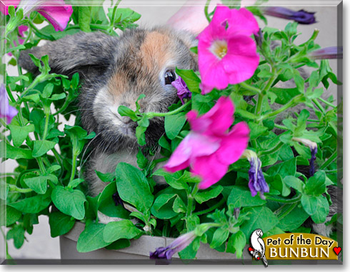 BunBun, the Pet of the Day BunBun, the Pet of the Day