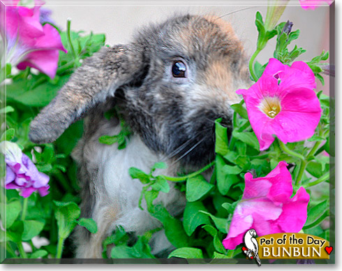 BunBun, the Pet of the Day BunBun, the Pet of the Day