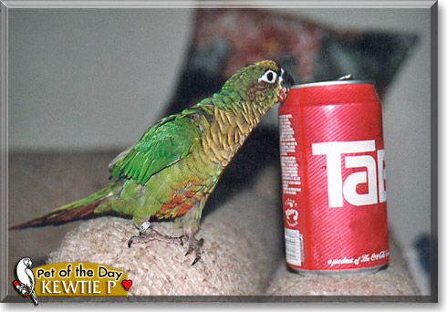 Kewtie P, the Pet of the Day