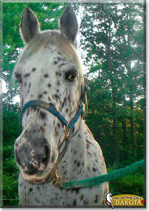 Dakota, the Pet of the Day Dakota, the Pet of the Day