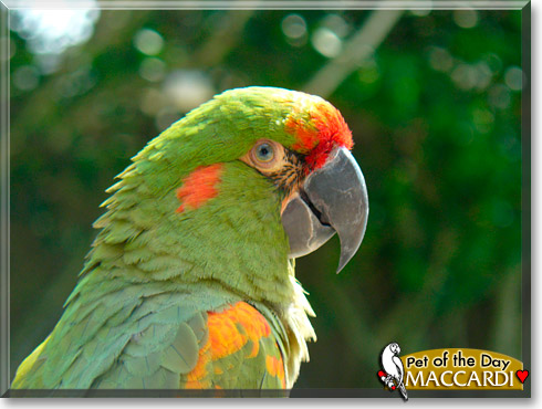 Maccardi, the Pet of the Day Maccardi, the Pet of the Day