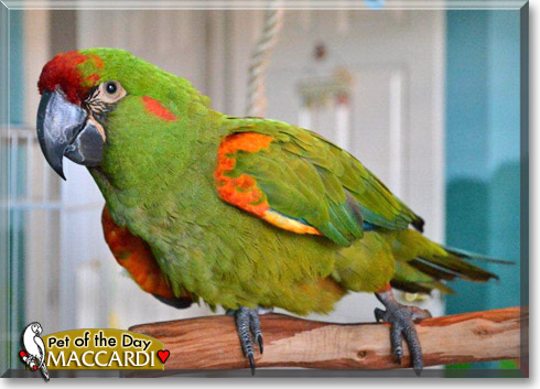 Maccardi, the Pet of the Day