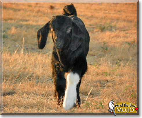 Mojo, the Pet of the Day Mojo, the Pet of the Day