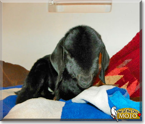 Mojo, the Pet of the Day