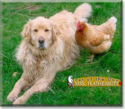 Mrs. Featherbutt, the Pet of the Day Mrs. Featherbutt, the Pet of the Day