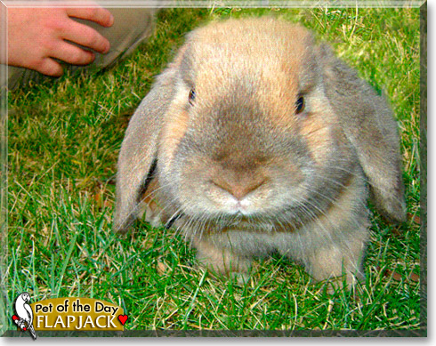 Flapjack, the Pet of the Day Flapjack, the Pet of the Day