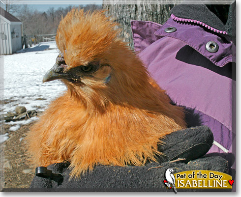 Isabelline, the Pet of the Day Isabelline, the Pet of the Day