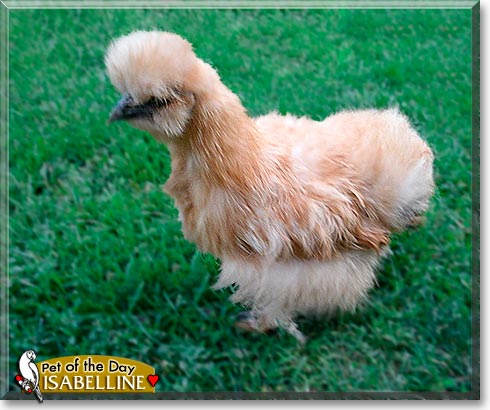 Isabelline, the Pet of the Day