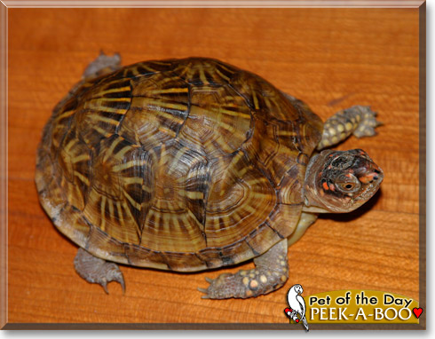 Peek-a-boo, the Pet of the Day Peek-a-boo, the Pet of the Day
