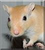 Chaos the Mongolian gerbil